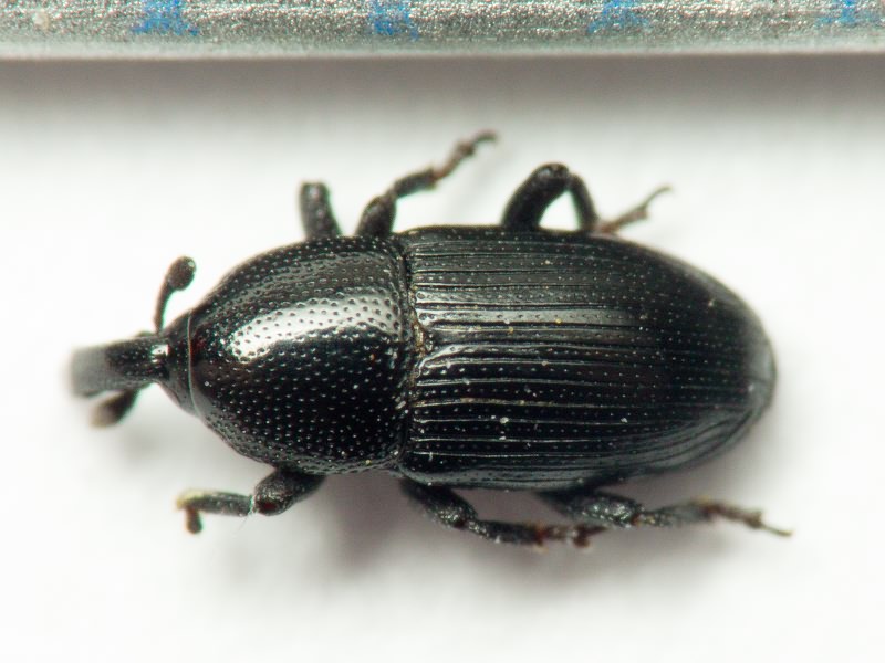 Melanobaris atramentaria (Boheman, 1836)